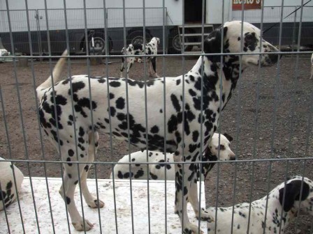 Dalmatien.JPG